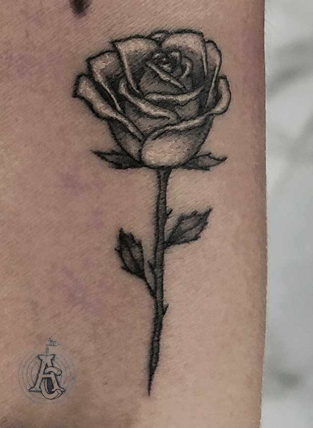 Minimal Rose